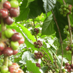 Permalink to Coffee Bean Species and Varieties Coffee Beans Growing