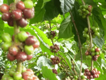 Coffee Beans Growing