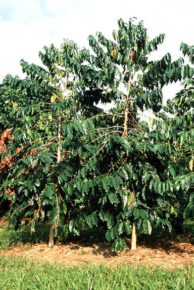 coffee trees in hawaii