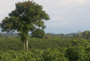 Columbian Coffee Plantation