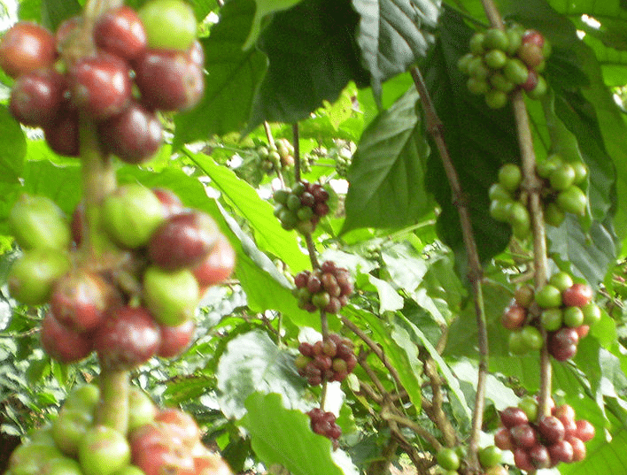 Coffee Bean Species and Varieties